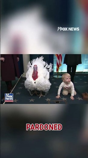 TURKEY TOT: Leavitt's son steals show as bird visits briefing room #shorts #foxnews #news