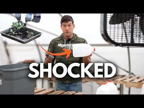 Hassle Free Method for Starting Seeds Right NOW in January!