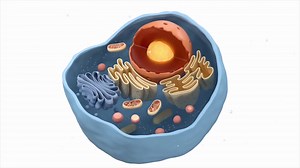 Download Internal structure of an animal cell, 3d rendering. Section view for free