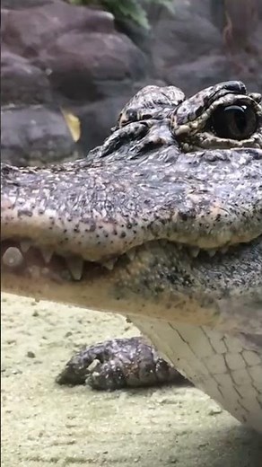 Chinese Alligator - The Tiny But Tough Dinosaur