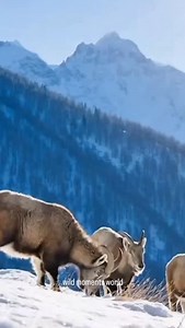 “Himalayan Goat in a Snowy Showdown: Fearless Mountain Goats Defend Themselves Against the Snow Leopard — A Breathtaking Display of Survival, Strength, and Nature!”🐐 #SurvivalInTheWild #NatureLovers | Wild Moments World