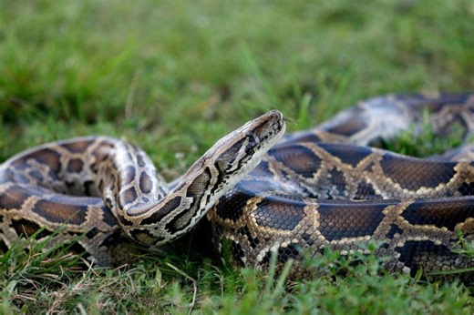 2026 Florida Python Challenge: Dates announced, registration open