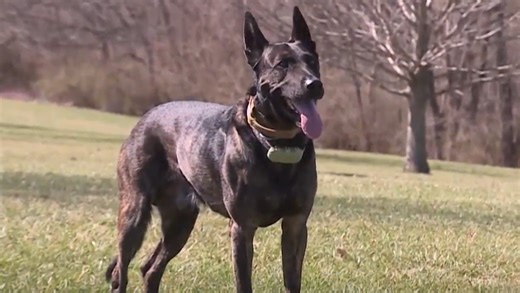 Project K-9 Hero raising money to help retired officers in need