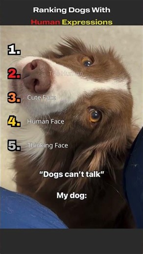 Ranking Dogs With Human Expressions 😂 #shorts
