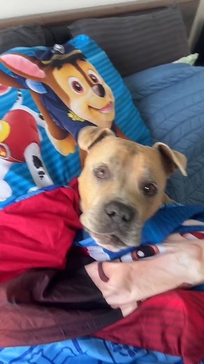 La routine du dimanche 🤣🤣 Entre sieste, snacks et séries… qui se reconnaît ? 🙋‍♂️🙋‍♀️" #larecettedudimanche #dimanchechill #routine #weekendvibes #funnyreels #momentdrôle #réelsfrance #detente #trending #rire | Mundele