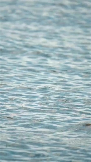 WHAT AN AWESOME STRIKE! Watch this bass come up and eat a topwater frog! #SPRO #SPROUSA #SPROFishing #WeAreSPRO #Fraugust #FlappinFrog #Fishing #BassFishing | Fisherman's Handbook