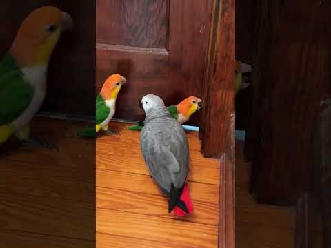 Apollo Learned to Knock