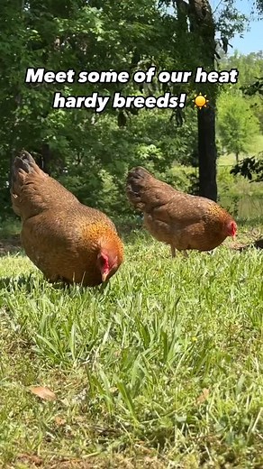 Raising chickens in a warmer climate? ☀️ Meet some of our favorite heat-hardy breeds: 55 Flowery Hen, Bantam Bielefelder, Pita Pinta Asturiana, and the mighty Indio Gigante. These birds handle the heat like pros—and our Heat Hardy Assortment makes it easy to start your flock strong! 🔥🐔 Check out this assortment on our website! Link in bio! #greenfirefarms #farmingdoneright #farmlife #farm #farming #sustainablefarming #sustainability #chickens #poultry #hatchingeggs #homestead #backyardchickens