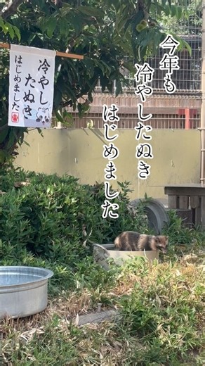 冷やしたぬきはじめました #東武動物公園 #動物 #animals #癒し #zoo #かわいい #タヌキ #冷やしたぬき