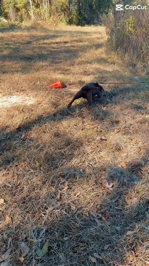 16 reactions | Meet Peso  — a true Patterdale terrier specimen. He’s...