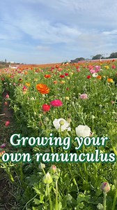 🌱 Ever wondered how to grow your own ranunculus at home? Here’s your step-by-step from the fields: 💡 Plant in Oct–Nov 💧 Water through winter 🌸 Watch them bloom come spring ✂️ Snip flowers often to keep them coming ☀️ Let them dry out naturally in summer 🔁 Then restart the cycle next fall Ranunculus are surprisingly easy to grow—and even more rewarding to watch bloom. Just add sunshine, a little sandy soil, and a dash of patience. 💛 | The Flower Fields