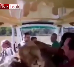 [50/50] lion mauls multiple people to death (NSFL) | lion gets all the pets (SFW)