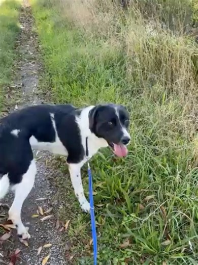High Hopes Dog Rescue on Instagram: "💙 CALEB 💙 Another gorgeous big dog stuck in kennels 💔 Caleb has had a few enquiries but sadly nothing quite right for him. Caleb needs to be the only pet. Not suitable with small furries Could live with older teenage children. His story is sad and one we have shared before. 3 years ago we were asked to take him in by another rescue when his owner had lost everything and was unable to keep him. He ended up going back to his dad once he was back on his feet 