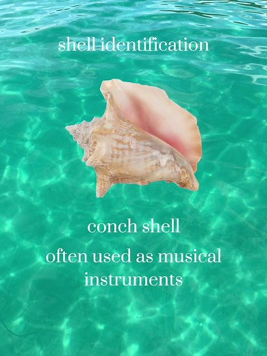 shell identification 🐚🌺 #fyp #foryou #summer #shell #shellidentification #beach