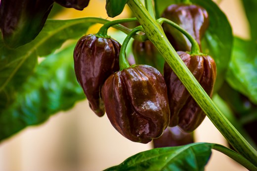 Chile habanero chocolate » Características, sabor y propiedades