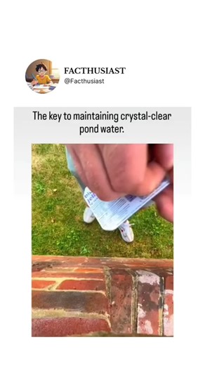 @facthusiast on Instagram: "The post shares tutorial on clearing green algae from a pond using a blue copper sulfate algaecide tablet placed in the filter basket, which disperses to kill algae and restore clarity. Copper sulfate works by releasing ions that penetrate algal cells, inhibiting photosynthesis; a 2018 study in the Journal of Applied Phycology confirms its efficacy at 0.2-0.5 mg/L for green water control without harming most aquatic life if dosed properly. With 341,000 views and Indon