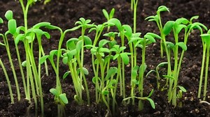 Growing Plants Timelapse Sprouts Germination Newborn Stock Footage Video (100% Royalty-free) 1029618410 | Shutterstock