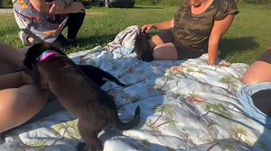 ***Intake Alert - Welcome Frodo, Sam, Merry & Pippin!*** Dogs 3, 4, 5 & 6 of a wild day! Our little Lord of the Rings (LotR) arrived today after a long trip from our friends atRoss County Humane Society Even being so far north from them, we appreciate the hard work RCHS does for their community, in fighting over population and working with rescues to place their dogs and puppies. We encourage you to check them out! In the meantime, these little characters are in foster for the next 2-3 weeks and