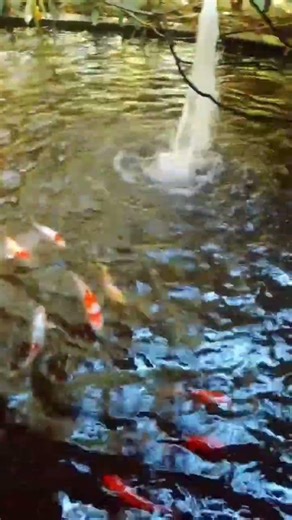 malu Tankiya (Fish tank)