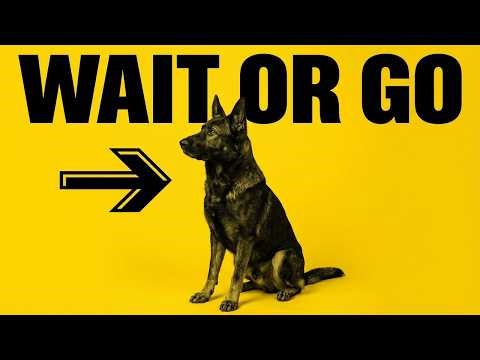 What Your German Shepherd Thinks When You Call Them