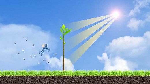 Why plants move and respond to changing light - BBC Bitesize