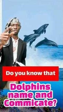 “Did You Know Dolphins Have Names and Talk to Each Other? 🐬🤯 Amazing Ocean Fact!”