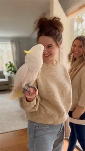 Mr. Parrot on Instagram: "Babagai Says Bye! 🦜💕 #FunnyParrot #TalkingCockatoo #SaraAndBabagai #SweetMoment #ViralShort #PetLove #india #unitedstates #FamilyShorts #Babagai"