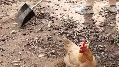 Amazon.com : APODESS Large Chicken Poop Scooper Chicken Scooper for Poop with 37" to 75" Adjustable Stainless Steel Handle Gloves Litter Sand Sifting Shovel Cleaning Tool for Chicken Coop Goat Stall Stable : Patio, Lawn & Garden