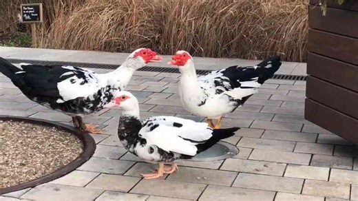 What Makes Ducks So Daring? 8 Surprising Reasons They Cross Roads So Fearlessly