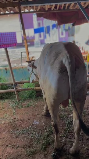 Menunggu giliran untuk di sembelih #sapipotong #lebaran2024🕌☪️ #dagingsapi #CapCut