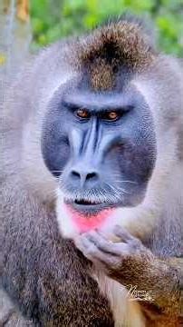 Le Drill #pairidaiza