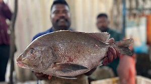 4 kg fatty size korali fish cutting🔥🔪kasimedu selvam fastest fish cutting skills🔥kf fish cuts | KF FISH CUTS