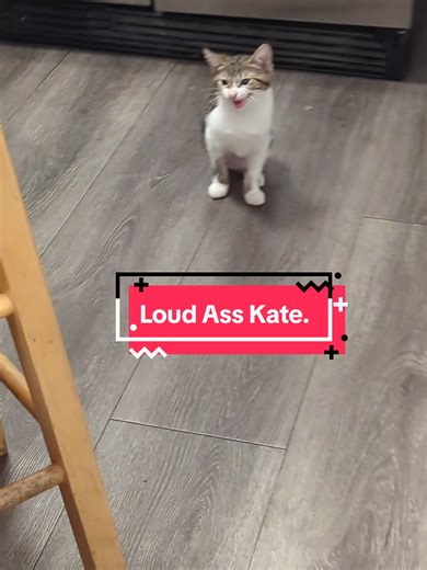 #cat #catsoftiktok #kitten #kittensoftiktok #cutekitten