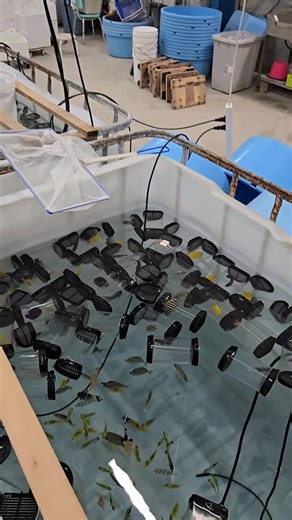 アクアギフト on Instagram: "マニラ便入荷ー！！今週はちょっと少なめ22BOX！！ 久しぶりに欠品していたシマヤッコが間髪入れずに入荷しました！ なぜかオスしか入荷の無かったスミレナガハナダイのメスが入荷してきています！！ #アクアギフト #apuagift #海水魚 #熱帯魚#海水魚水槽 #珊瑚 #アクアリウム #マリンアクアリウム #aquarium #sps #lps #coral #marineaquarium #reeftank #reeftanks #tropicalfish"