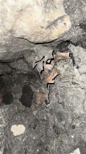 Tiny Warriors: Spiny Softshell Turtles Hatch and Dash!