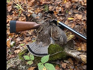 Ruffed Grouse Wisconsin 2021 Click ion the Watermark lower right corner to subscribe!