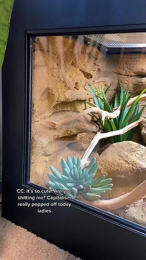 Custom Leopard Gecko Enclosure Showcase
