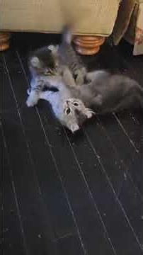 Zephyr the Highlander cat from 4 weeks old to 8 weeks old.