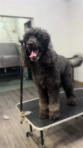 Mutts House Spa & Hotel on TikTok