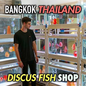 977K views · 9.6K reactions | Check out this AMAZING Discus Fish Shop in Thailand!!   Ka'KaR Discus INT'L in Bangkok Thailand  LIKE & FOLLOW My Page for MORE VIDEOS LIKE THIS!! | CoralFish12g | Facebook
