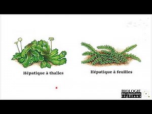Biologie et reproduction des embryophytes Bryophytes