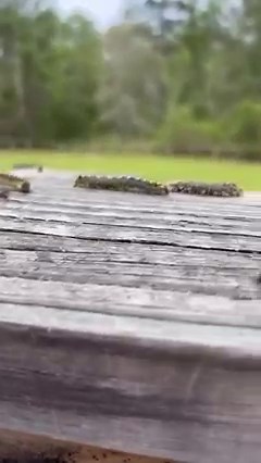 1.5K views · 48 reactions | So many  | Stephanie Sine | Facebook