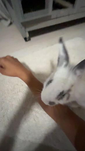 Cute Rabbit Bites: Understanding Bunny Behavior