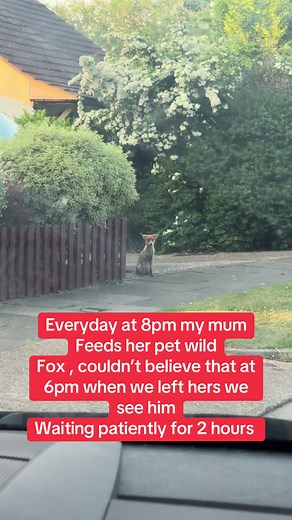 #fox #animals #wildlife #petfox | Pet Fox