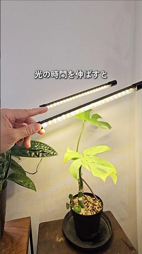 春の芽吹きをスムーズにするために育成ライトを使ってエネルギーチャージしましょ💡 #育成ライト #観葉植物 #観葉植物のある暮らし #観葉植物初心者 😭#ボタニカル