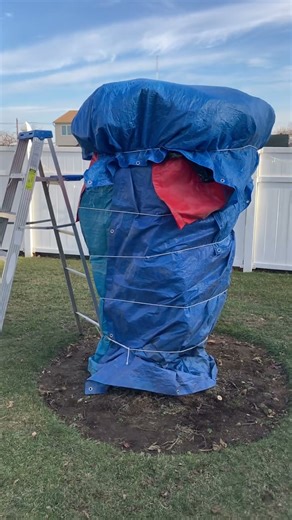 Part 3 that’s a wrap. Fig tree is covered 2025