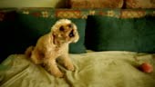 An adorable brown Poodle dog barking after wake up in the morning on...