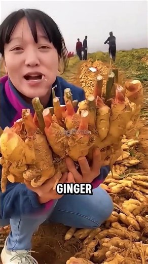 Chinese Farmers’ Simple Ginger Farming Method That Produces Massive Harvests