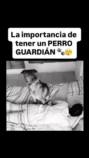 La importancia de tener un perro guardian. 😬😅 | Topdetodo Z