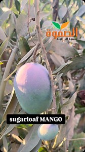sugarloaf MANGO | الصفوة للتنمية الزراعية